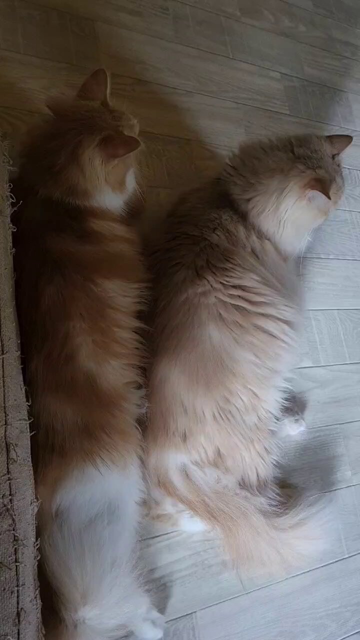 ライズ＠ノル森猫とサイべ森猫の8にゃんこファミリー
