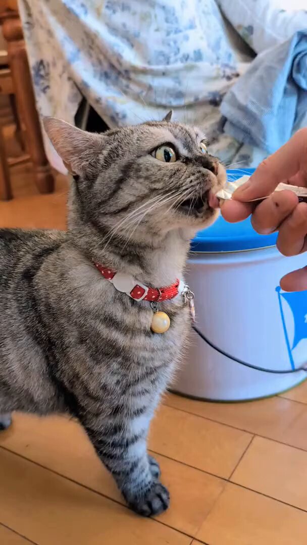 ネコ可愛いです*\(^o^)/* ねこさん⚡(ΦωΦ) on X: 