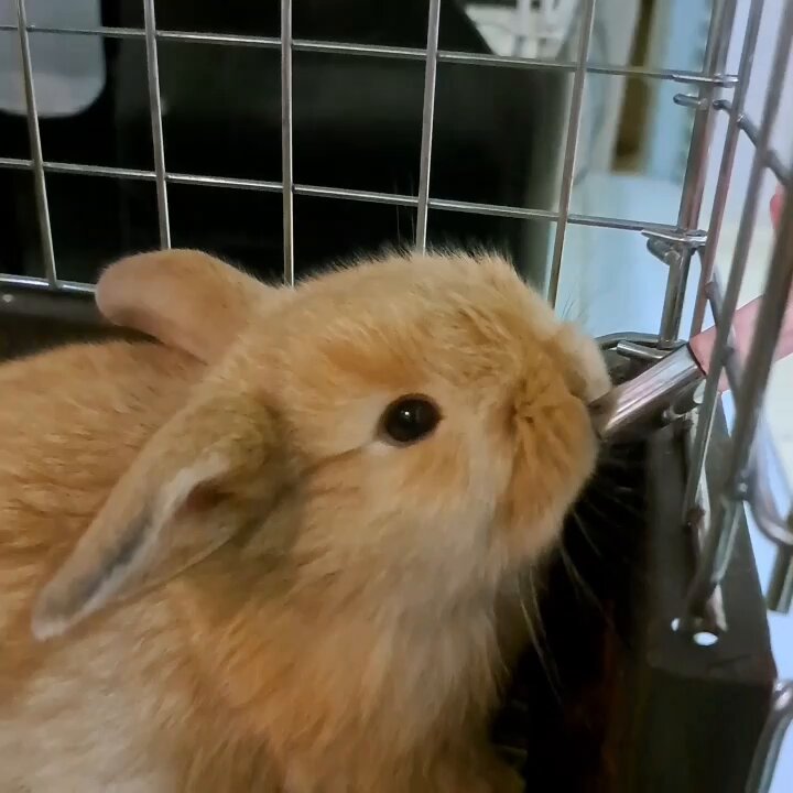 うさぎとCafe🐰うさぎカフェ on X: 