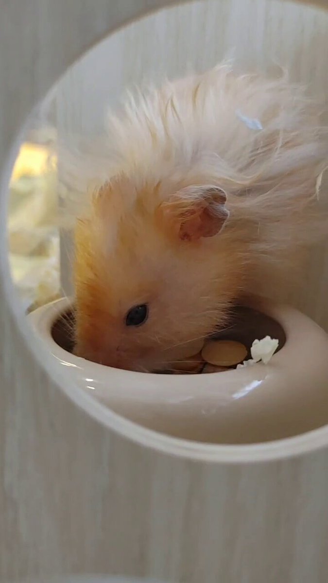 ⸜( ´ ꒳ ` )⸝♡︎ページ GRNZC3Da4AAf6Al.jpg