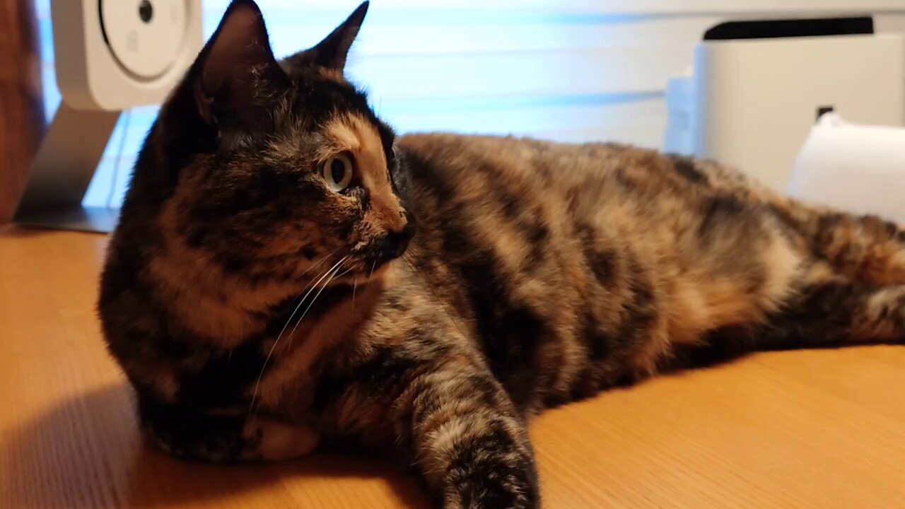ねこ好き キバねこクロム on X: 