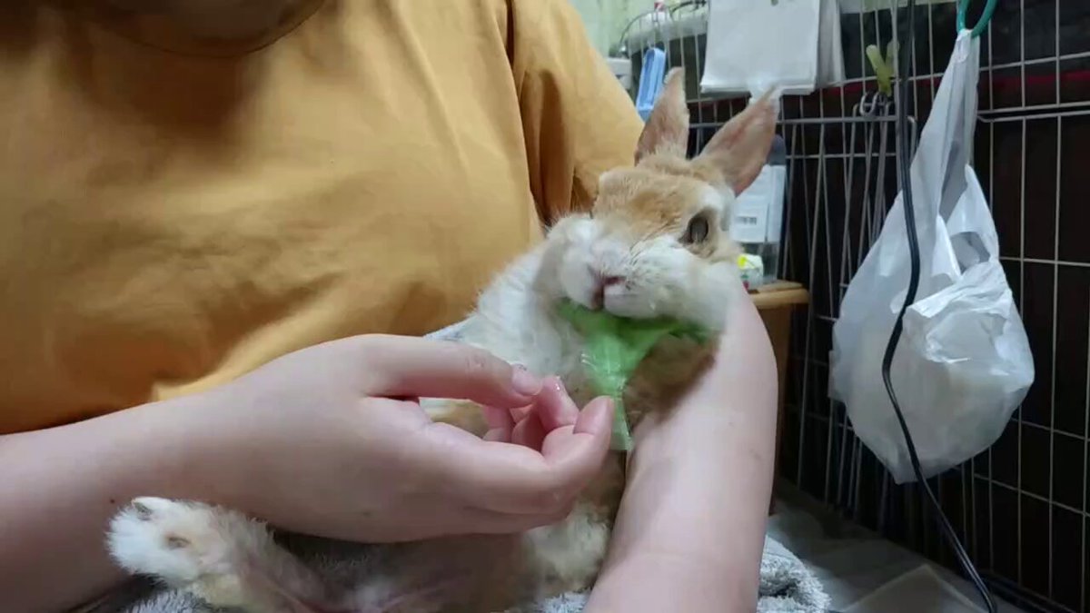 ⭐︎zero⭐︎できる！！ウサギの診療 うさぎ専門店pet's-club / うさぎさんの為の乳酸菌CHOKIREI(腸