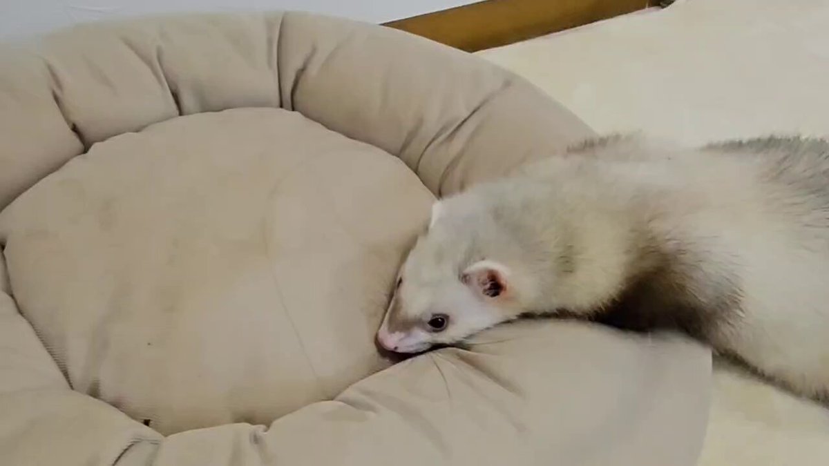 確認ページ♡猫ちゃん4匹♡フェレット10匹 フェレット - Search / X