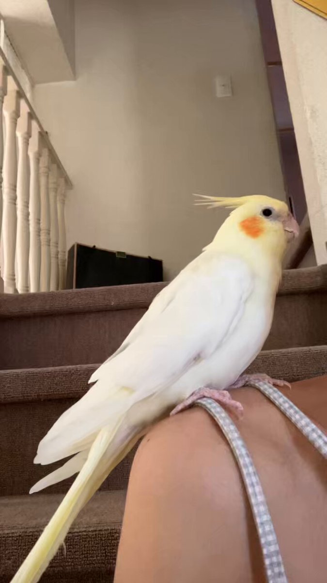 オカメインコさま専用ページ オカメインコ - অনুসন্ধান / X