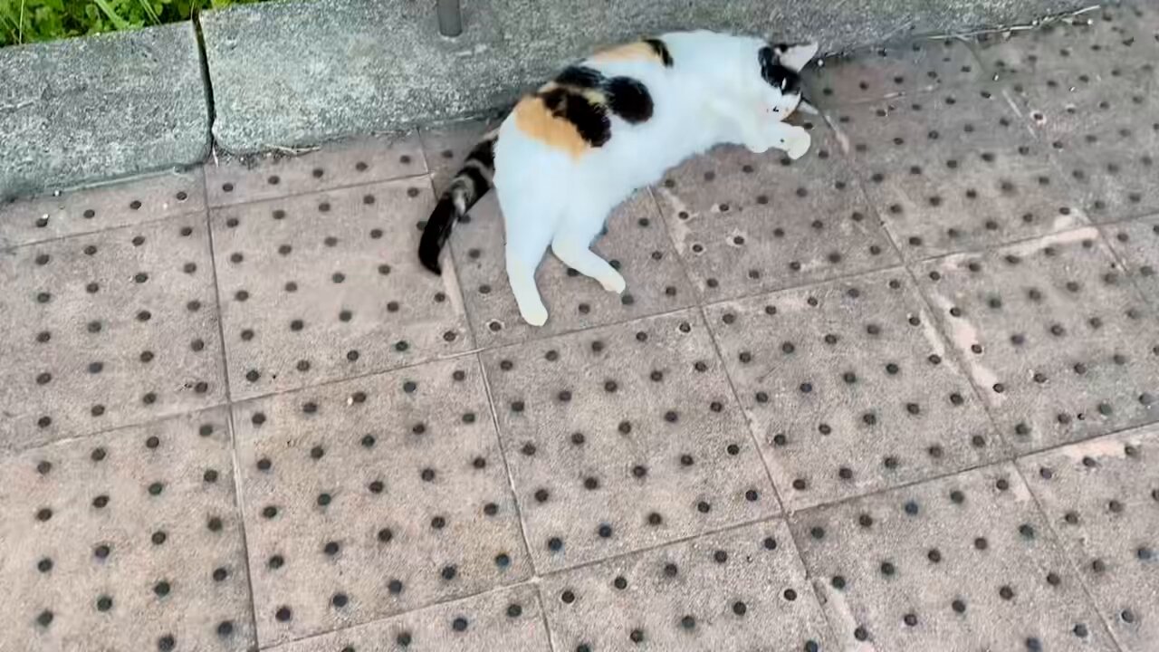 紫音みけ🐾Shion_Mike on X: 