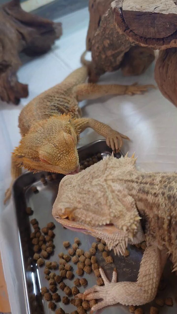 月読亭華丸 GINKA exotic animal on X: 