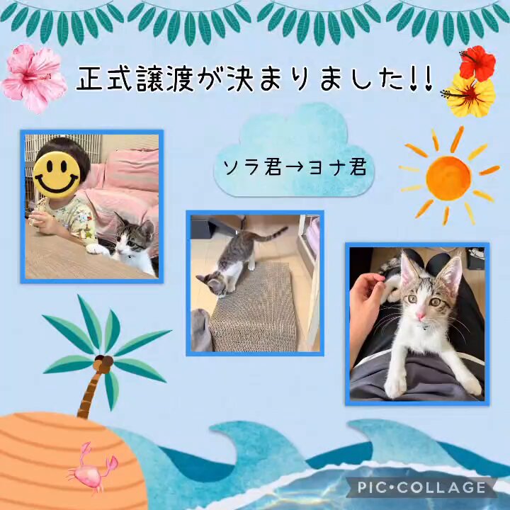 にゃんラブ (@nyanclub2020) / X