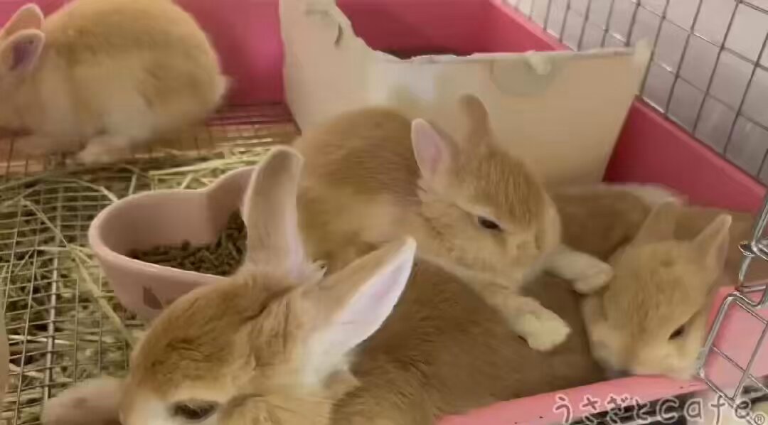 うさぎとCafe🐰うさぎカフェ on X: 