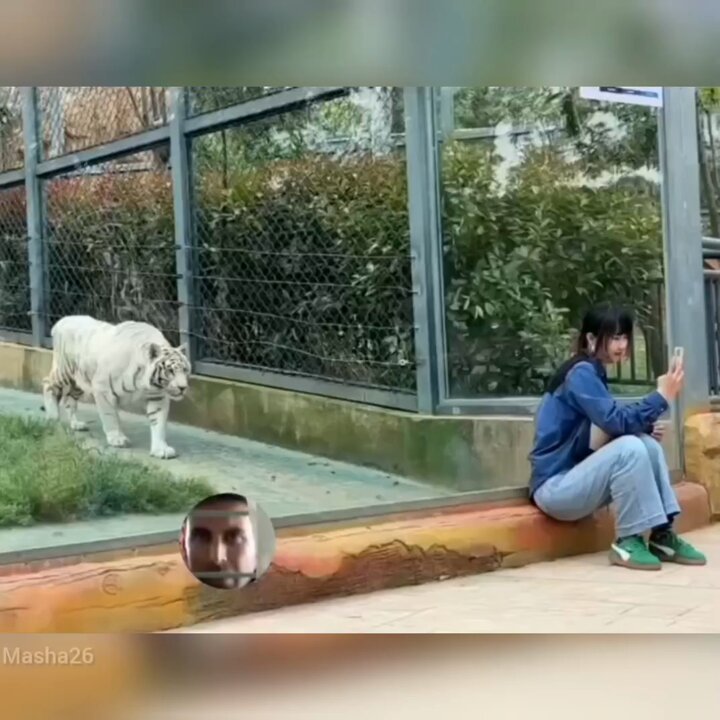 Tiger brain is not braining?? Picture