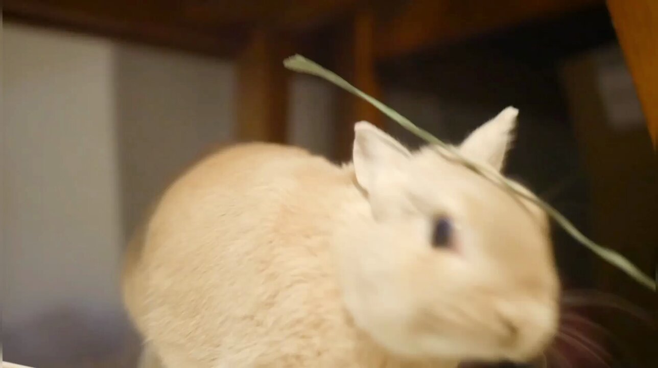 うさぎのひのき🌳 Hinoki bunny (@hinokiusa) / X