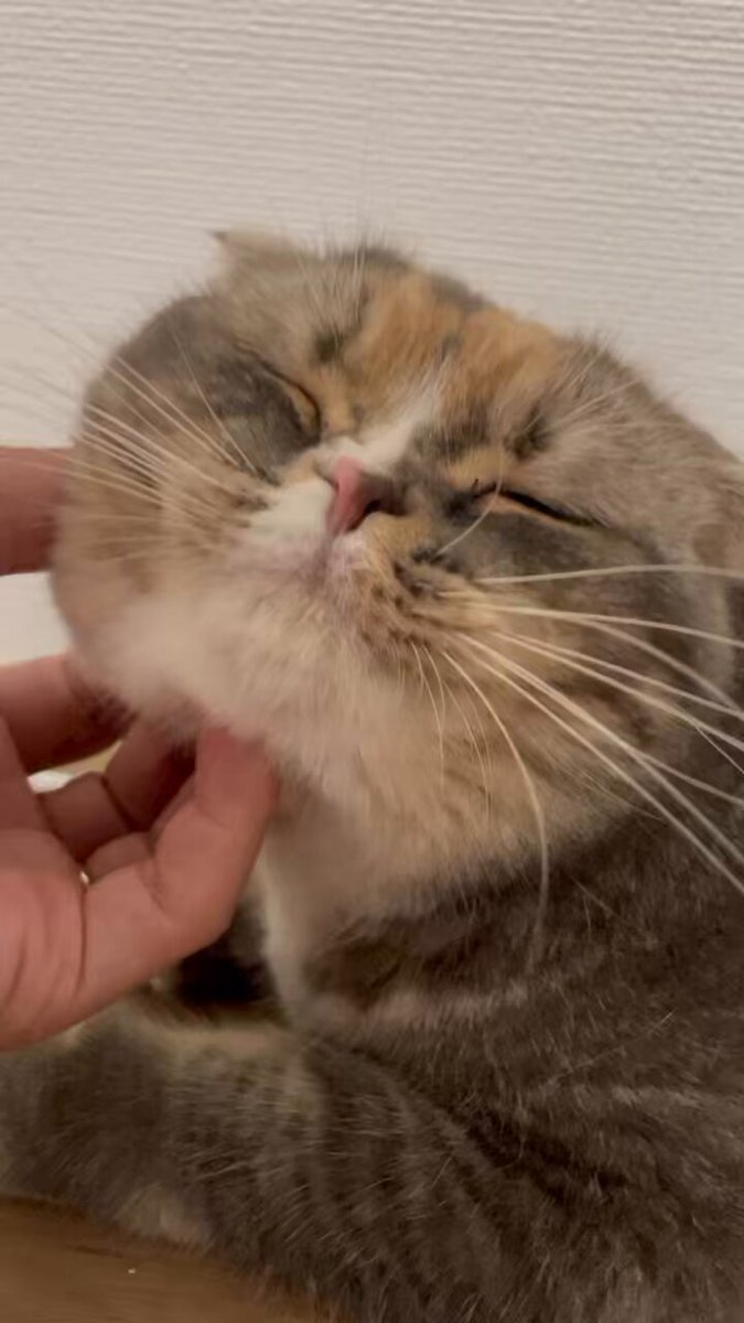 ねこ - Search / X