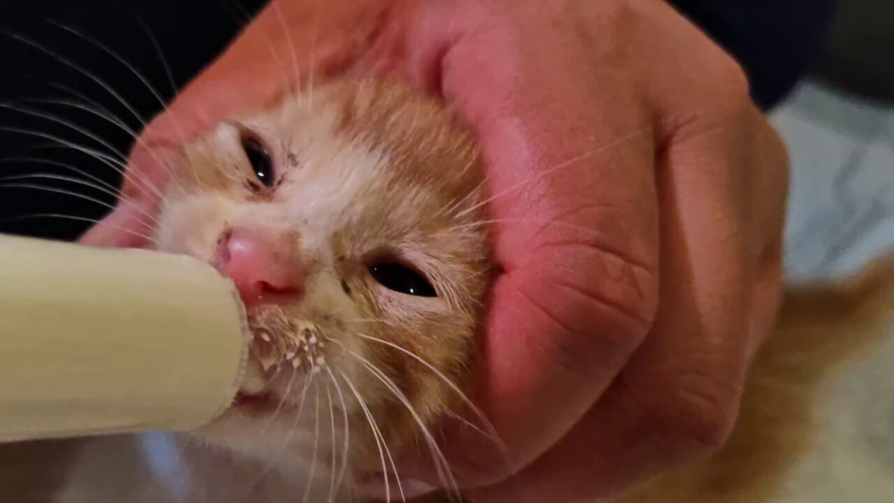 愛犬、愛猫大好き (*^^*) 本日の愛猫 - البحث / X