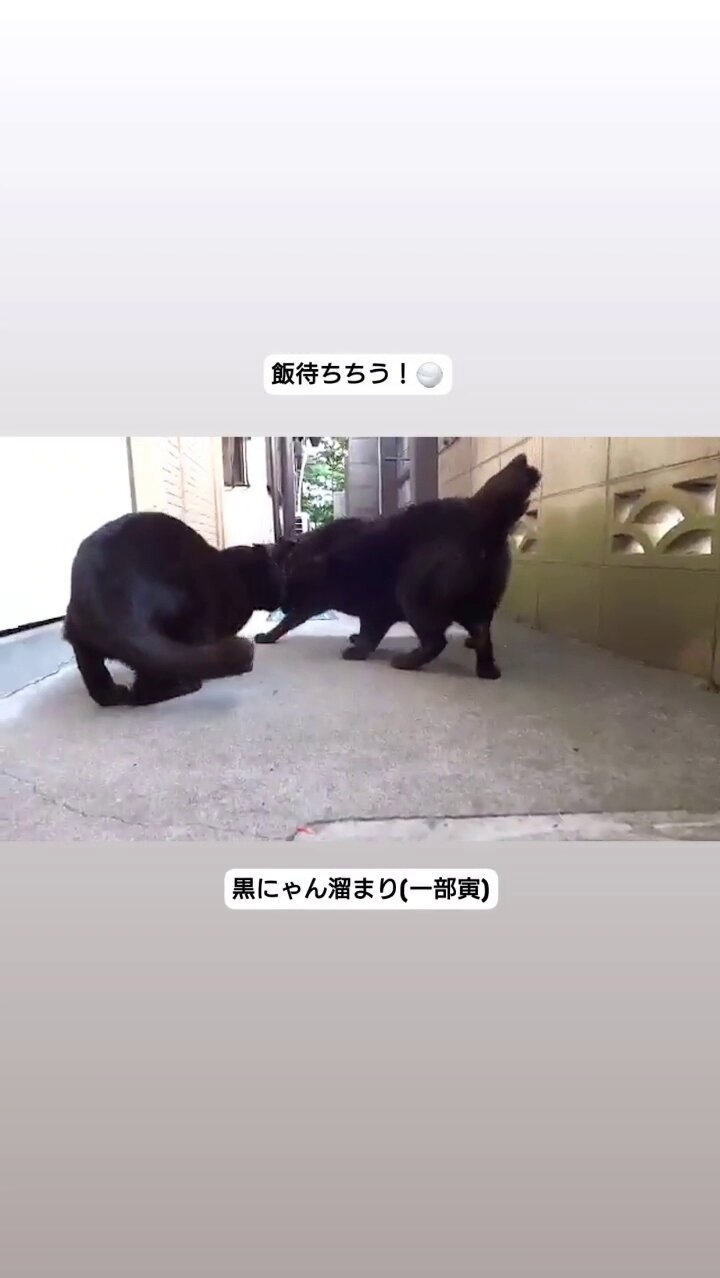 ノヴ ストイコヴィッチ on X: 