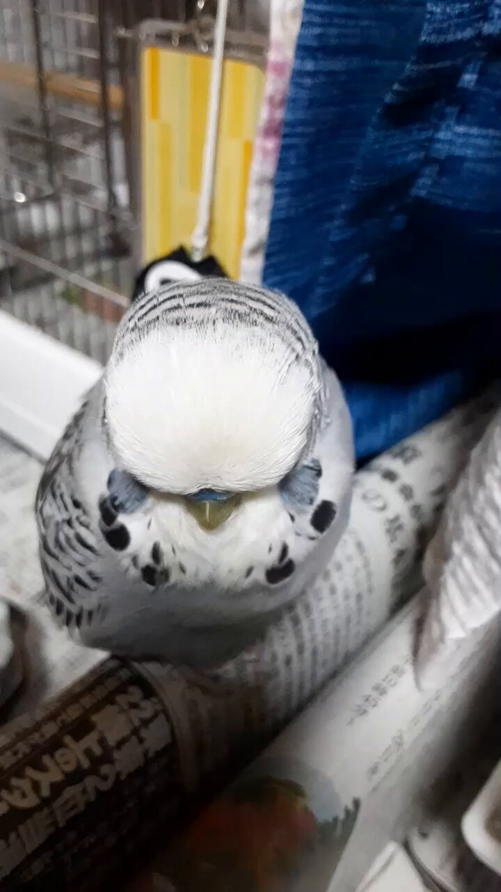 インコ 鳥田 祥 on X: 