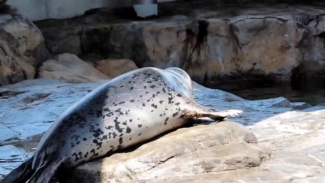 harborseal - Search / X