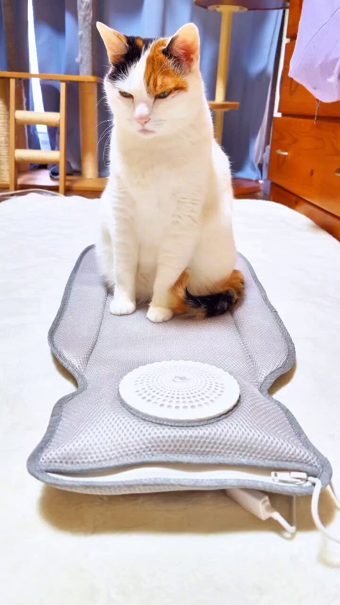 ❀かばん❀こねこさま ほたるぶくろ のせ猫 240731 - YouTube
