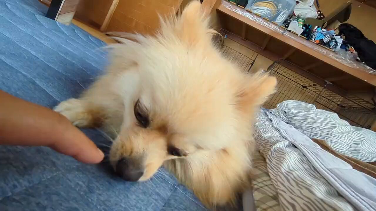 ポメ子様 ポメラニアンのポポ君♪バーニーズマウンテンドッグの