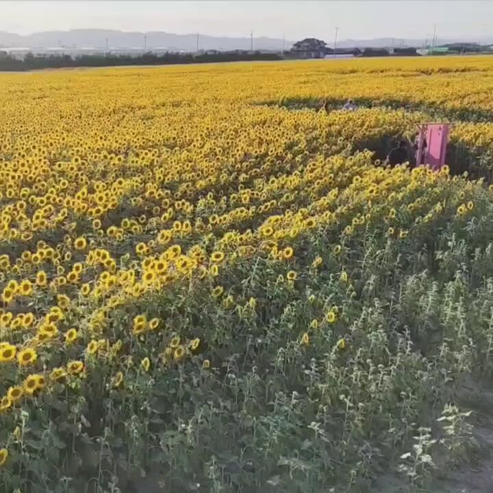 ちゃんぴな» on X: 