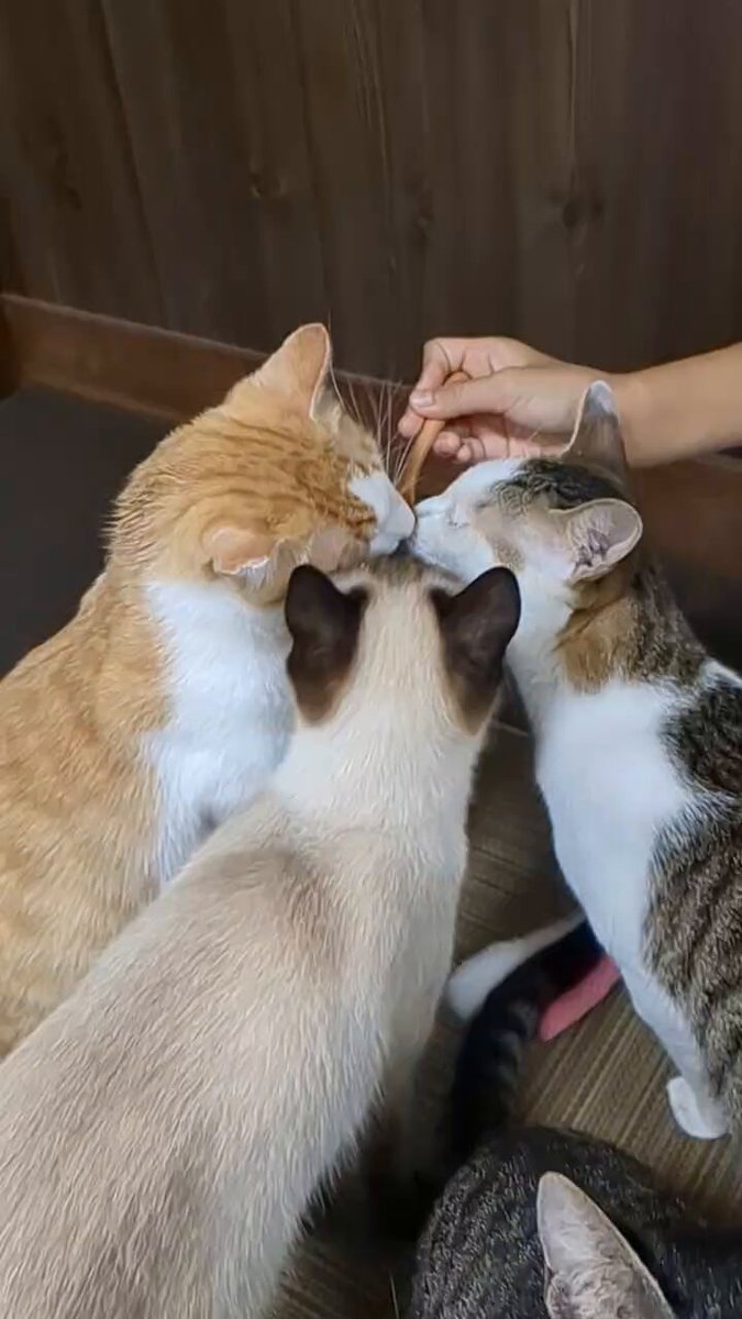 sさま専用のおやつ　ご確認ください☺︎ 吉兆のだし詰合せ 2個入｜大丸松坂屋オンラインストア【公式通販】
