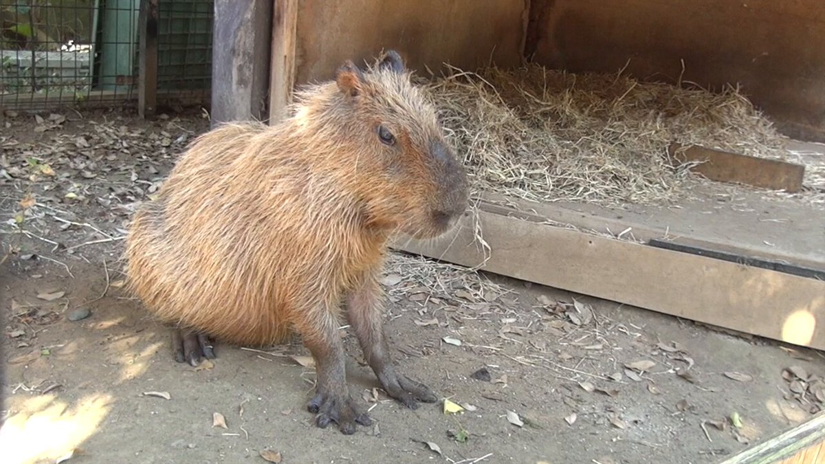 かぴばら Capybara with mandarin orange on head みかんを頭にのせる