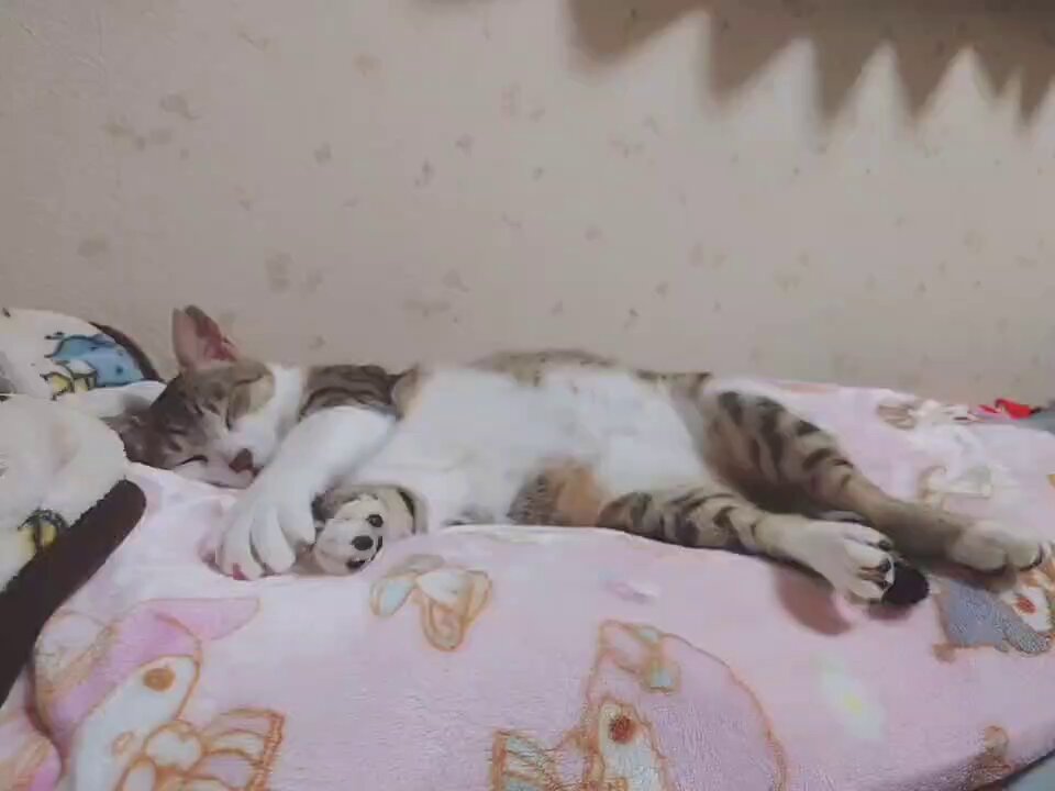 猫宮ページ 猫宮の猫たち🐈🐈🐈 (@necomiyacats222) / X