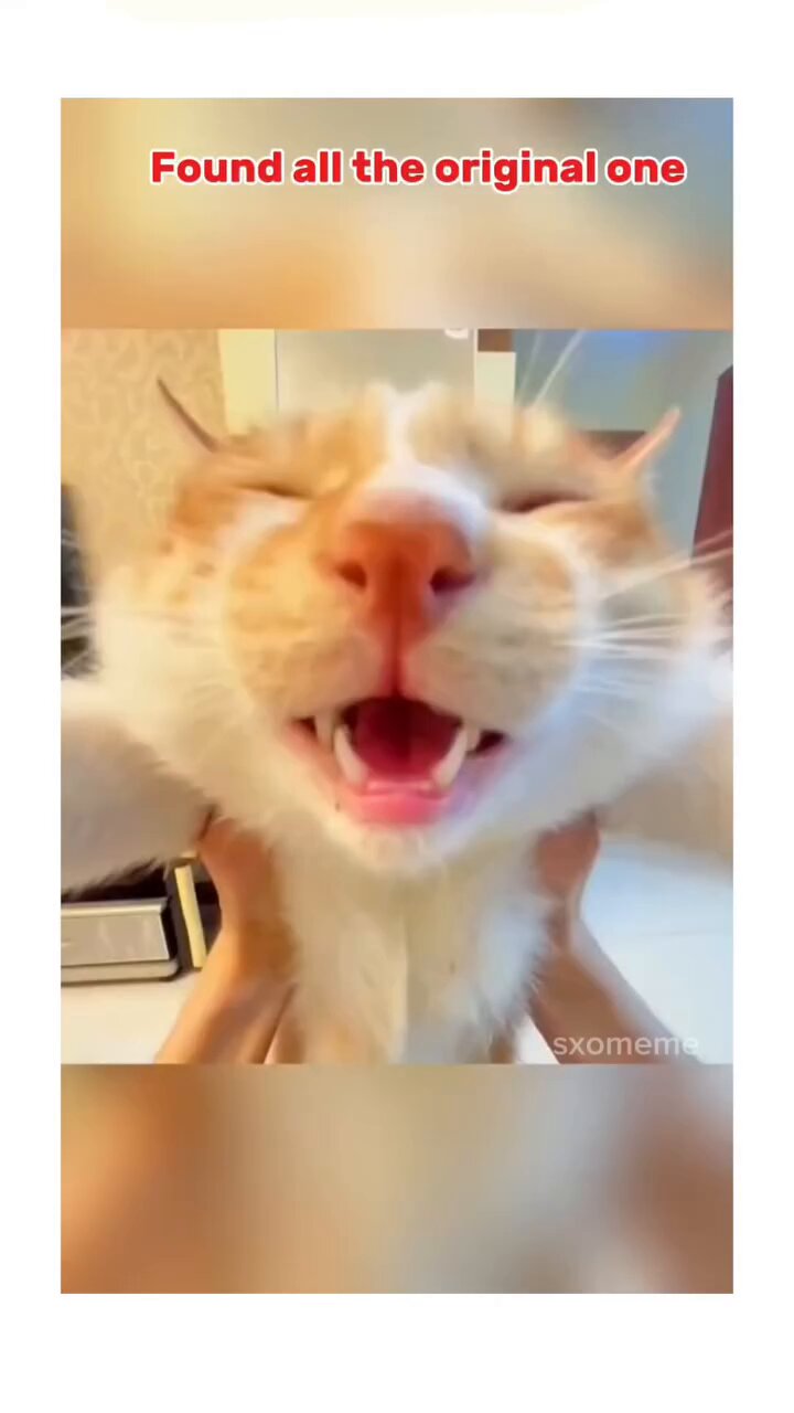 Katta siklar bilan transvestit porno