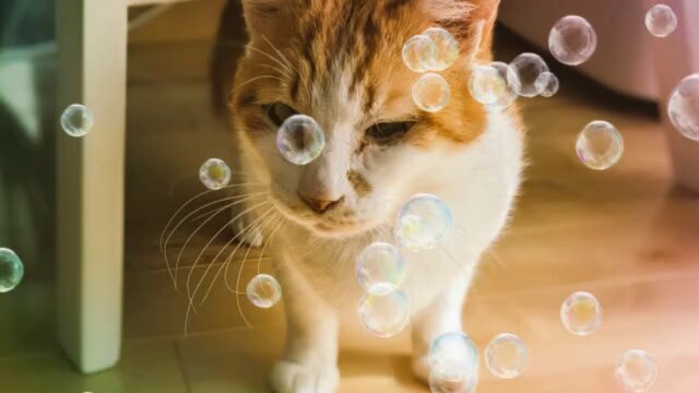 保護猫ちゃん　お幸せに 幸せな匂いがすると子猫たちが突進し始める！【赤ちゃん猫 保護