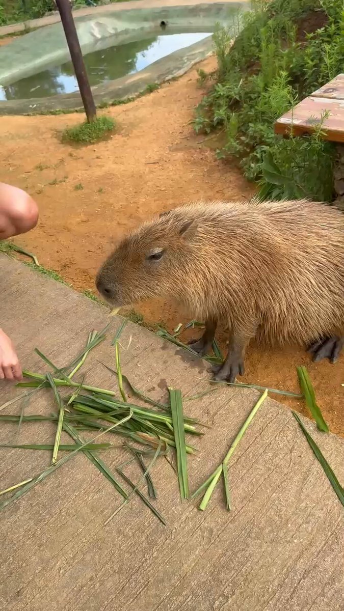 かぴばら Capybara with mandarin orange on head みかんを頭にのせる