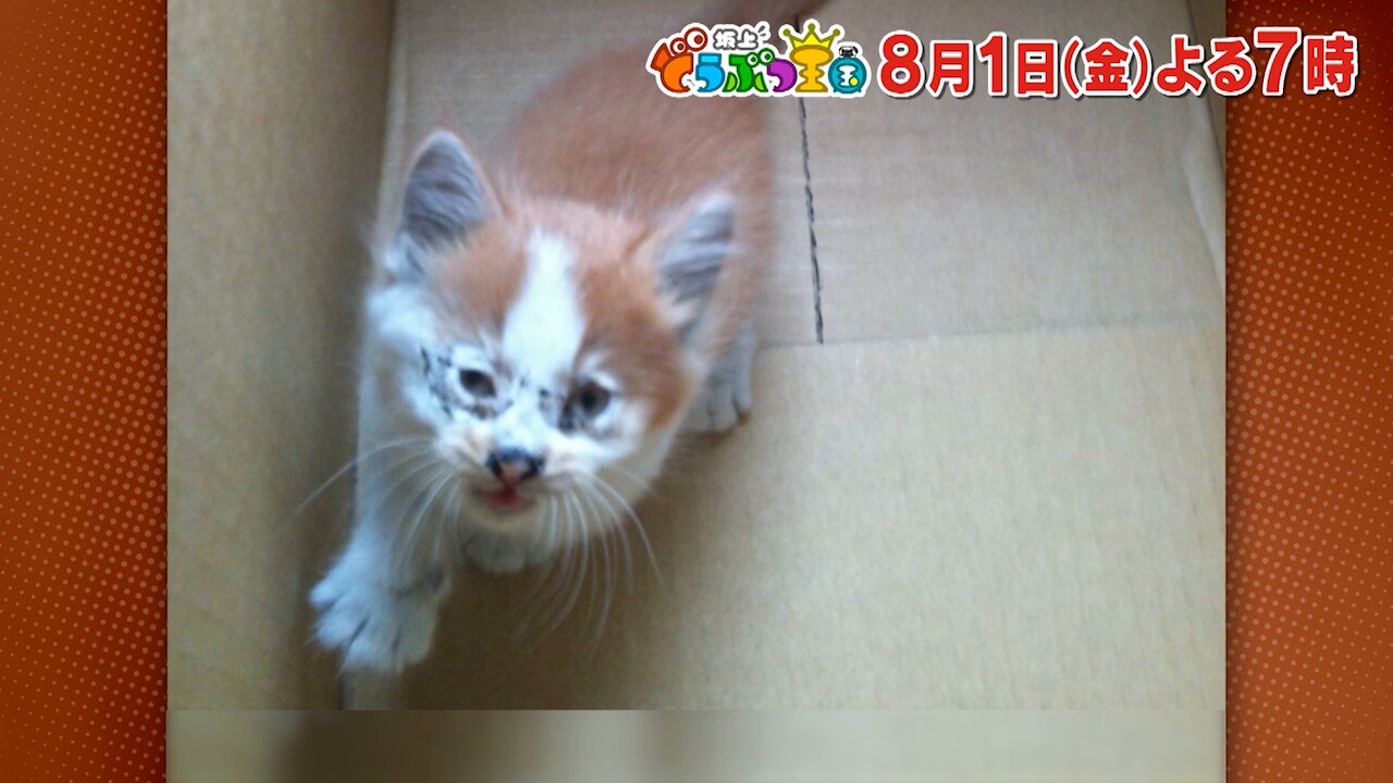 らぁちゃん╰(*´︶`*)╯♡ らぁちゃん | TikTok