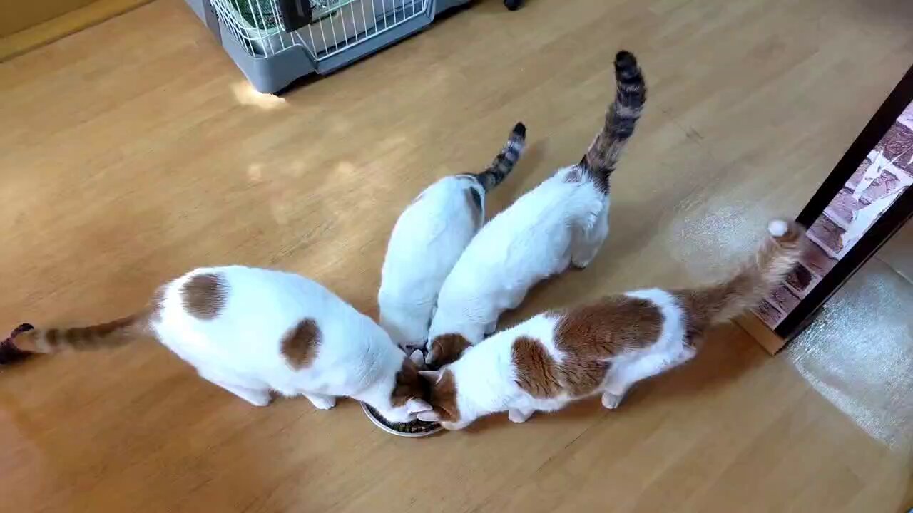 猫じゃらし様♡ありがとうございます♡ 猫じゃらし on X: 
