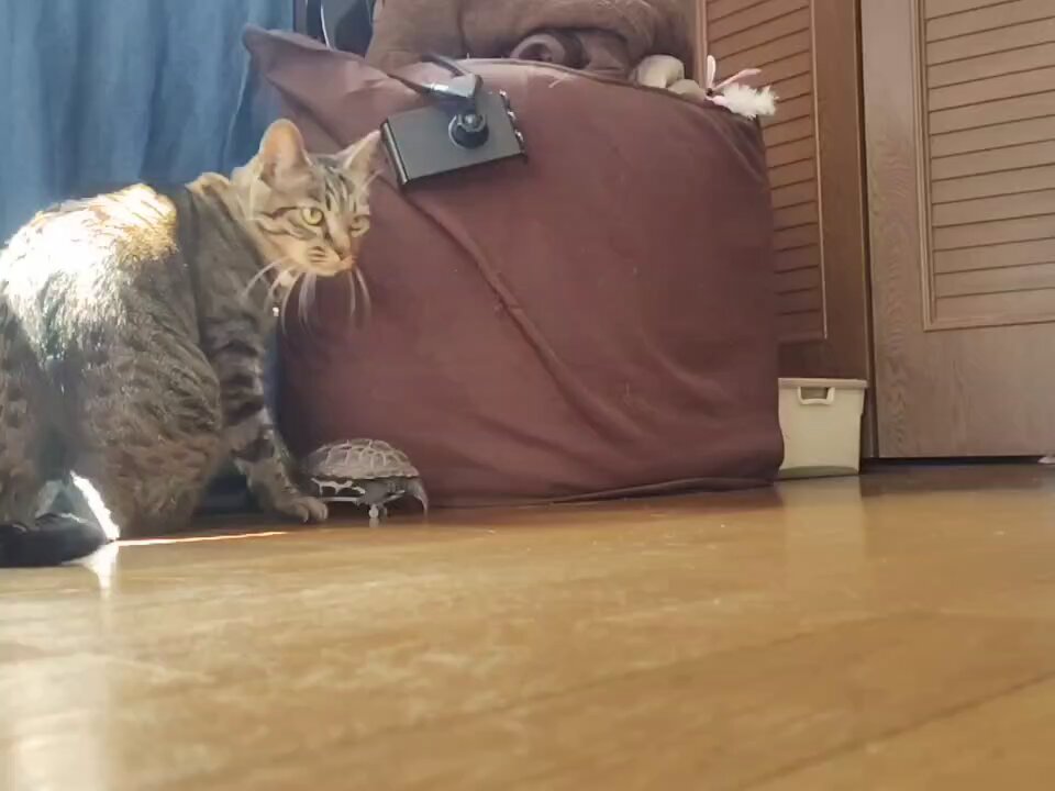 もねこ様♡ありがとうございます♡ ねこの横顔 お好きですか . . 私はかなり横顔が好きです