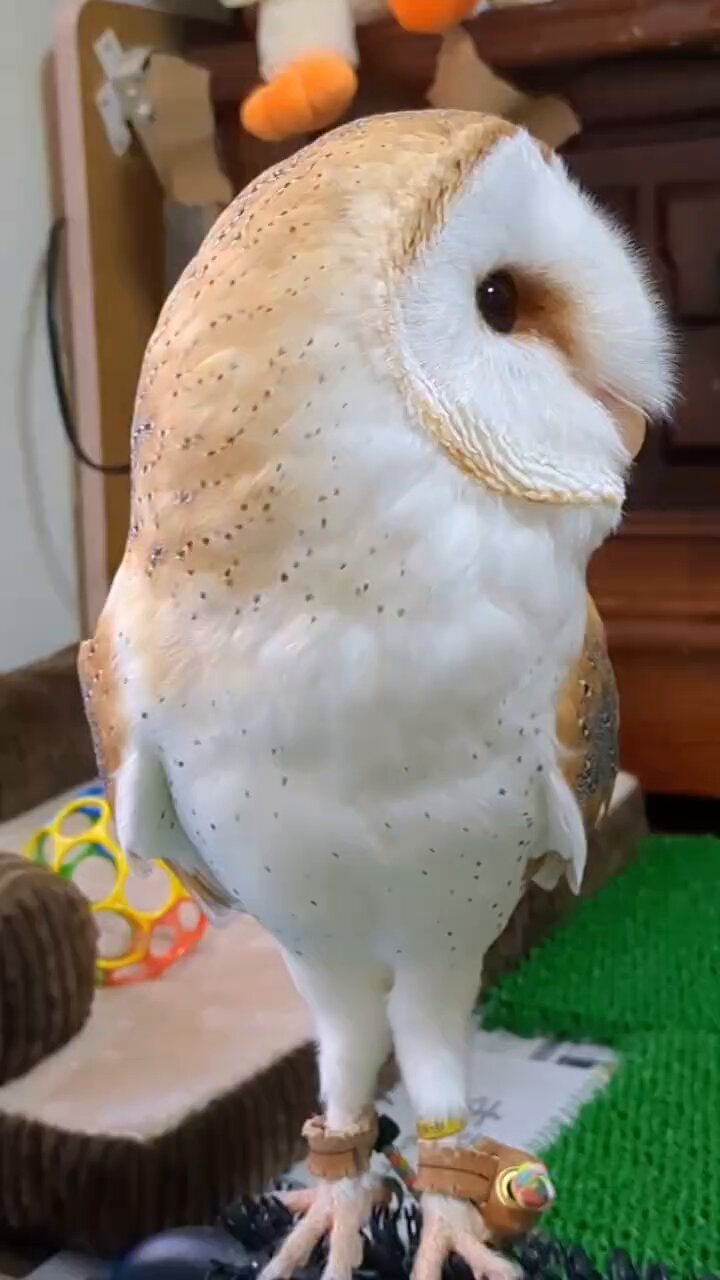 ＊恭ちゃんフクロウ君＊【メンフクロウ】＊レア メンフクロウ☆ふくちゃん - ふくろうのいる森カフェ