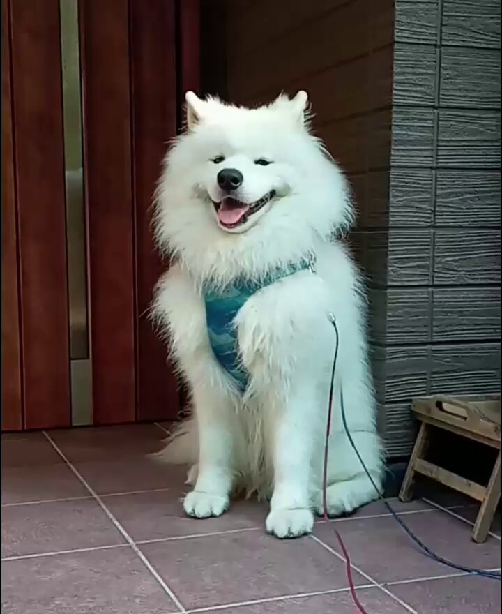 さちさん Amazon.co.jp: セキグチ(Sekiguchi) カピバラさん もふっと