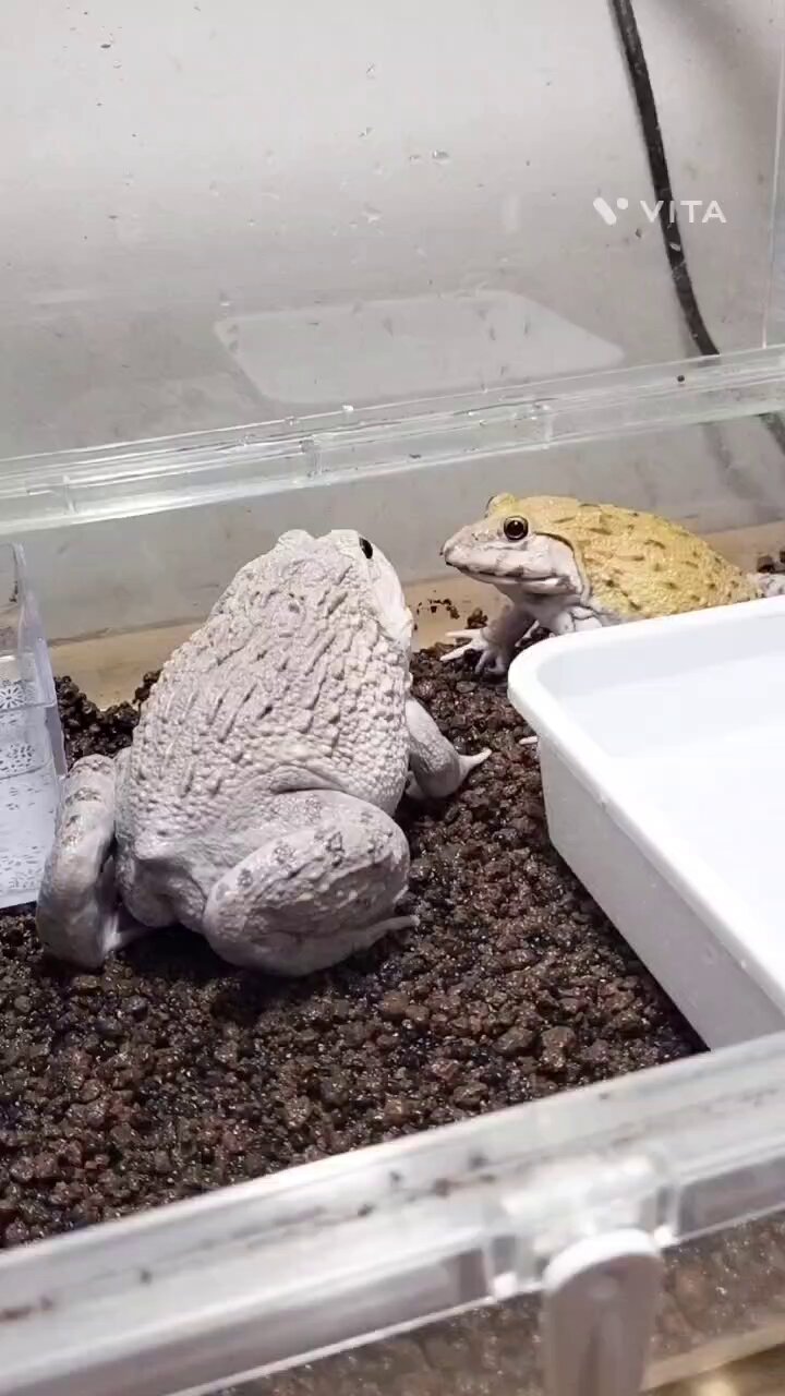 カエル🐸 - البحث / X
