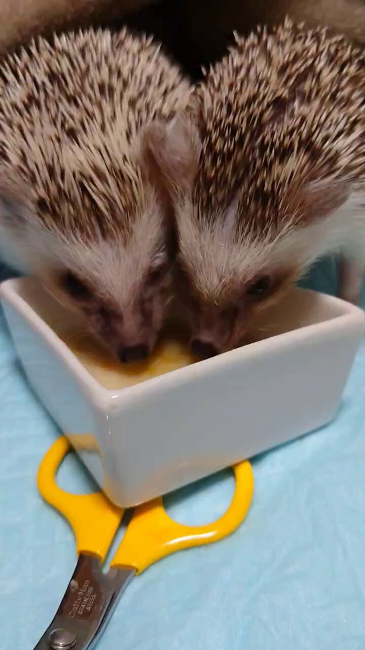 【メイタン様ご確認ページ】ハリネズミ ハリネズミ好き - Search / X