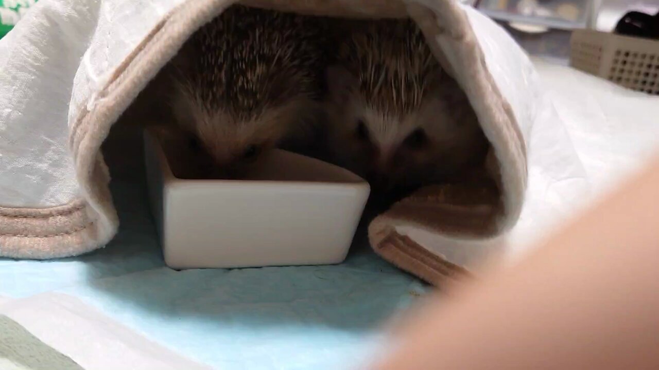 【メイタン様ご確認ページ】ハリネズミ Sanko [三晃商会]デグー・シマリス・ハリネズミ等の小動物に