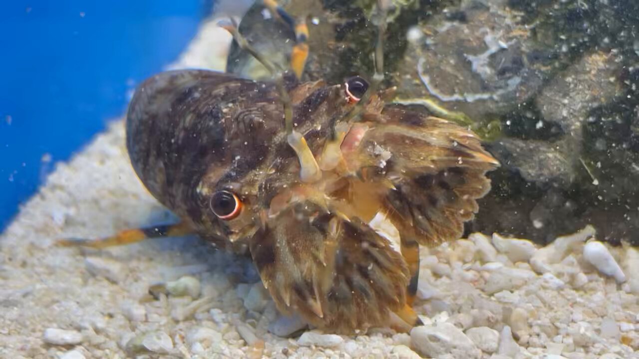 えびとカニ すさみ町立エビとカニの水族館