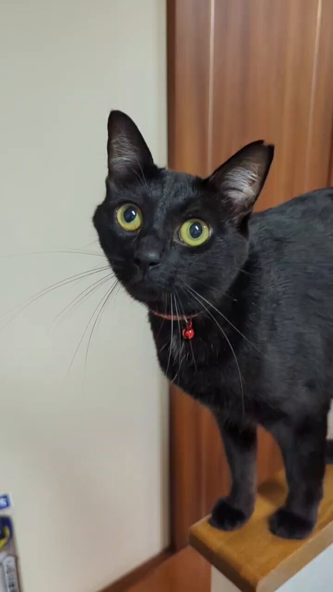 ねこ こはぜ on X: 