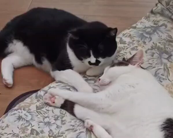 あきねこ様♡ありがとうございます♡ aki_neko_aki - Search / X