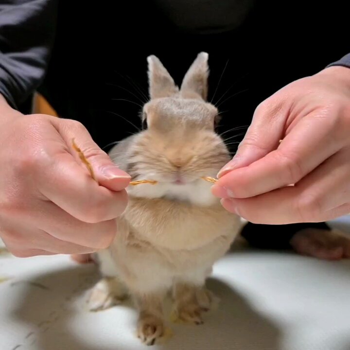 こはるパパ on X: 