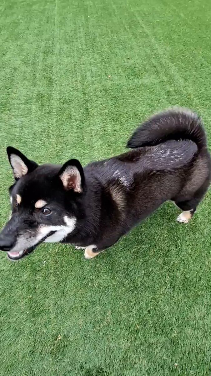 黒柴あおい🐾 on X: 