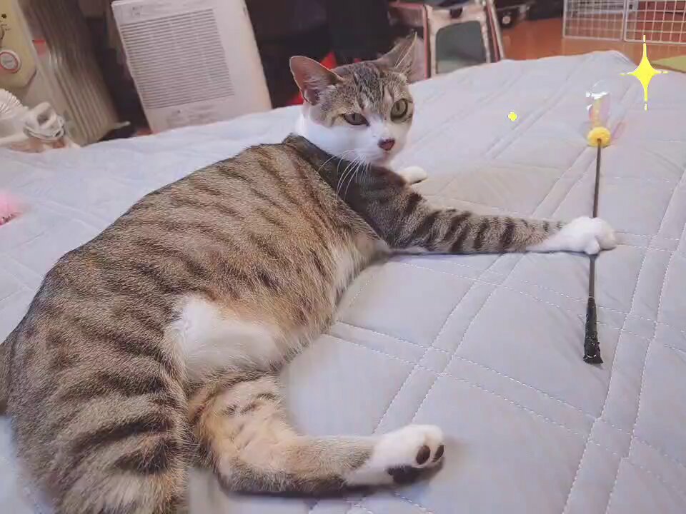 猫宮の猫たち🐈🐈🐈 (@necomiyacats222) / X
