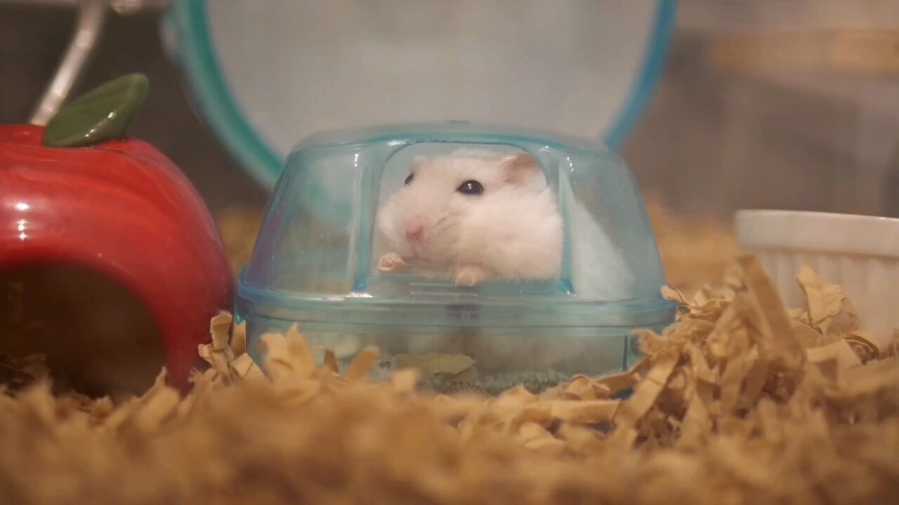 リピーター☘️ハムやん様20:20 Amazon | マルカン RH-201 ほっとハム暖ドームヒーター