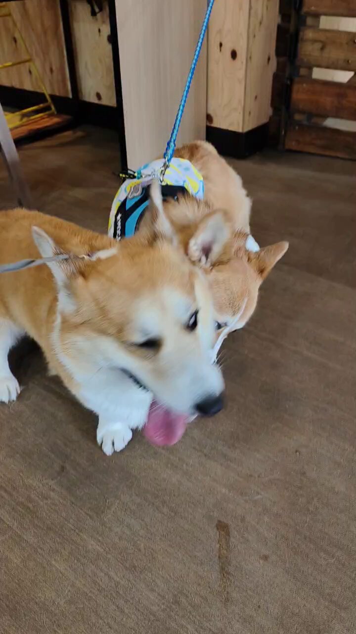 コーギー　F1 ミニカーショップ ケンボックス CORGI☆154☆ロータスFormula1