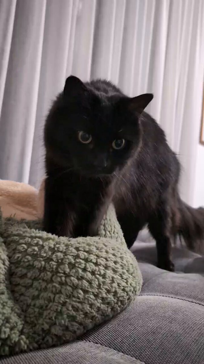 ペロ猫 ざきお on X: 
