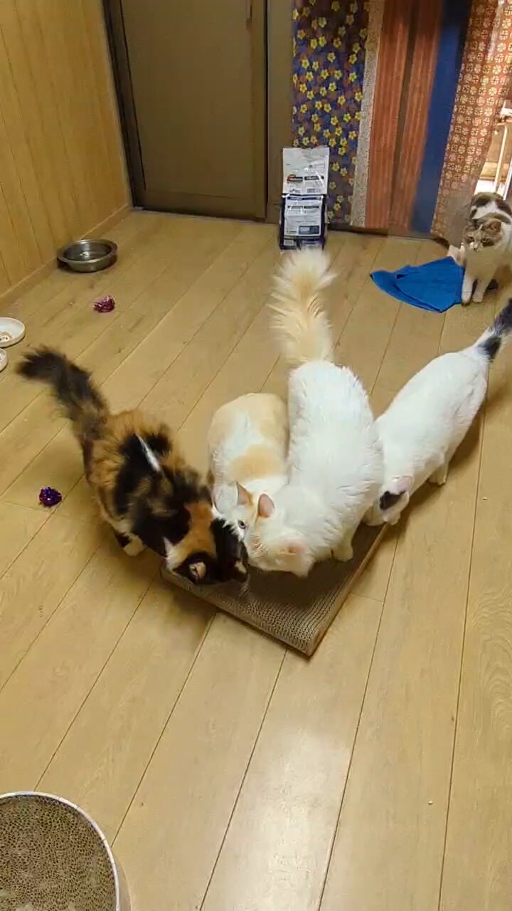 まさむねこページ  2 土佐黒潮牧場 on X: 