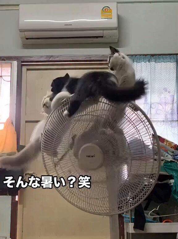 ち☺︎です 楽天市場】とっとこハム太郎 ちび丸ちゃん Play Charm