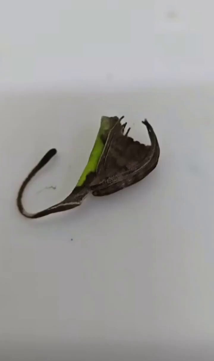 Nature is Amazing ☘️ (@AMAZlNGNATURE) on X