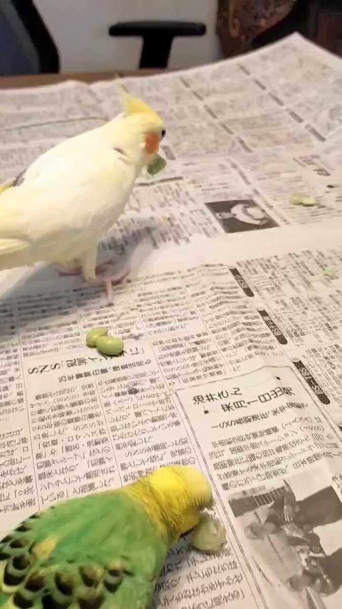 今月来月限定販売残りラス1作品❗　手作り額付き銅版画作品「きらめきニャンコ」 CREA銅版画工房 on X: 