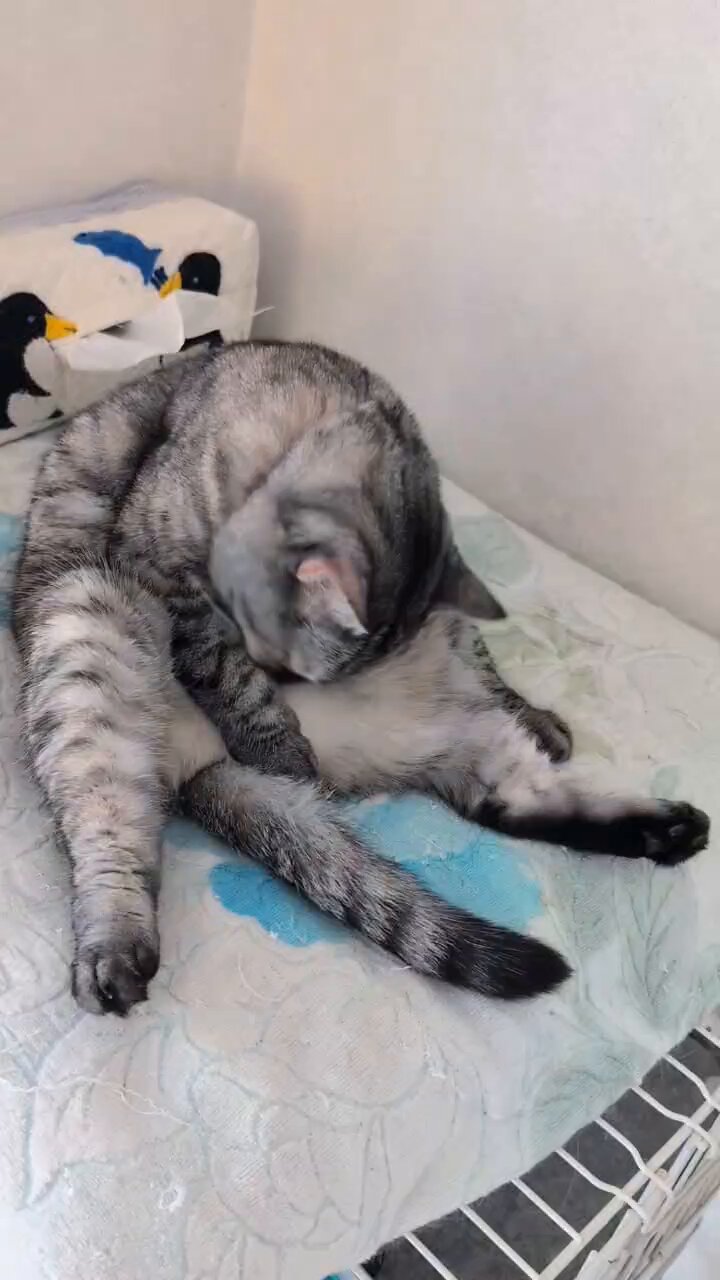 ねこさん⚡(ΦωΦ) on X: 